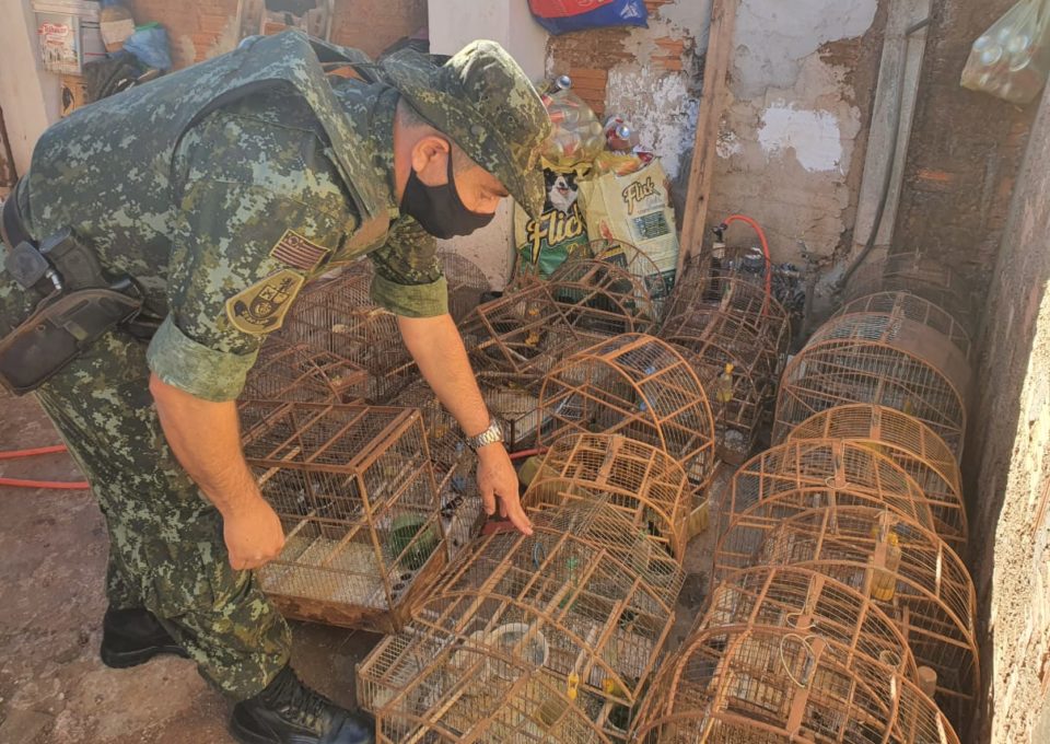 Aves em cativeiro e maus-tratos geram mais de R$ 100 mil em multas