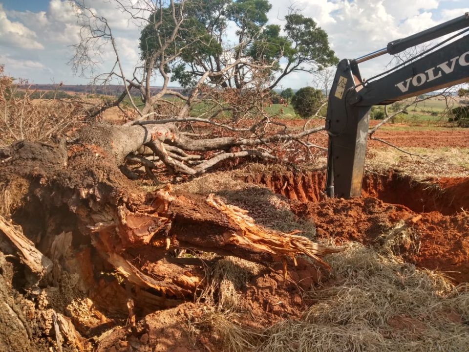 Ambiental flagra árvores cortadas sendo enterradas na região