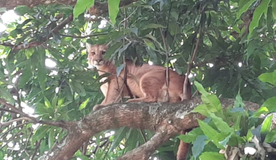 Onça aparece em árvore na zona Sul de Marília