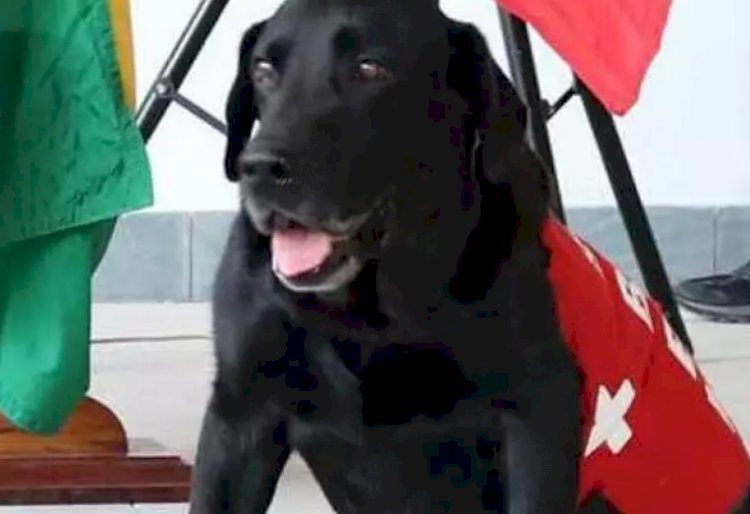 Morre cão que atuou com bombeiros em Mariana