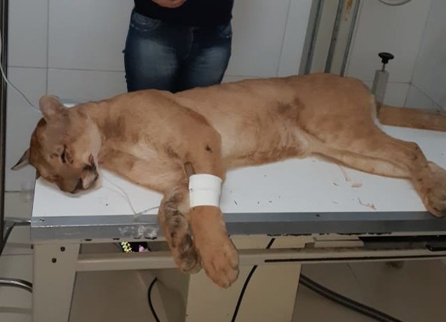 Onça é resgatada após ser atropelada em rodovia