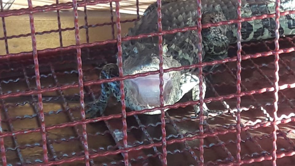 Jacaré é capturado em varanda de residência