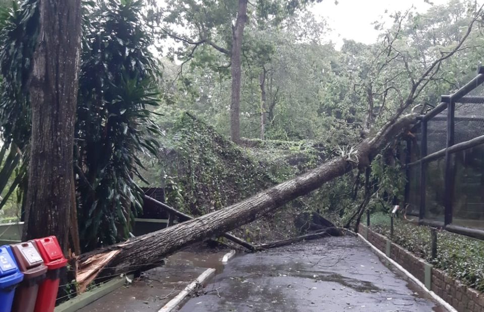 Zoológico de Bauru é fechado ao público após forte chuva