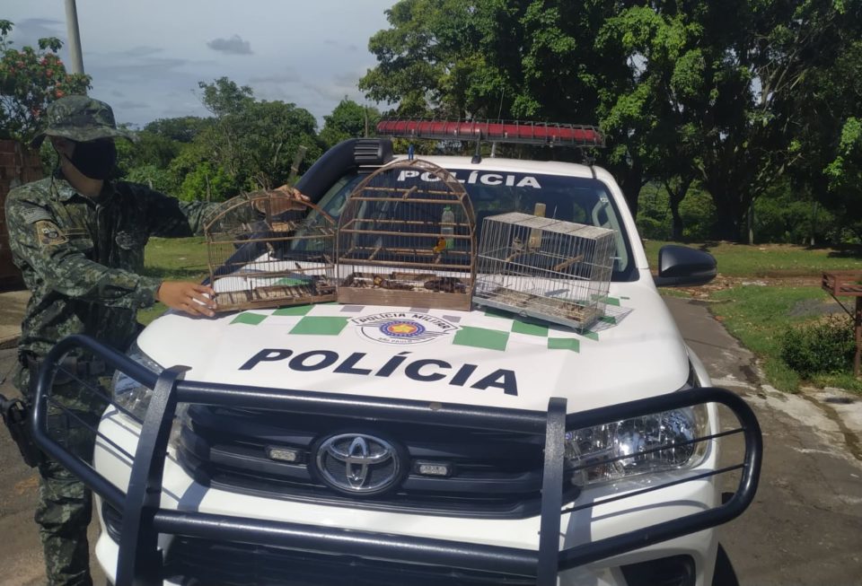 Morador da zona Sul é multado por manter aves em cativeiro
