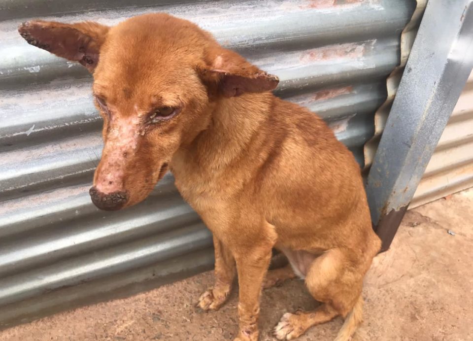 Homem é preso por maus-tratos a animais na zona Norte