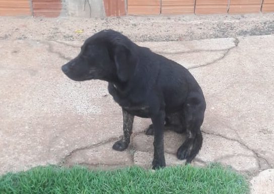 ONG denuncia maus-tratos e abandono de cachorros