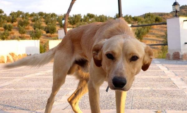 Cidade da região sacrificou mais de 220 cães com leishmaniose