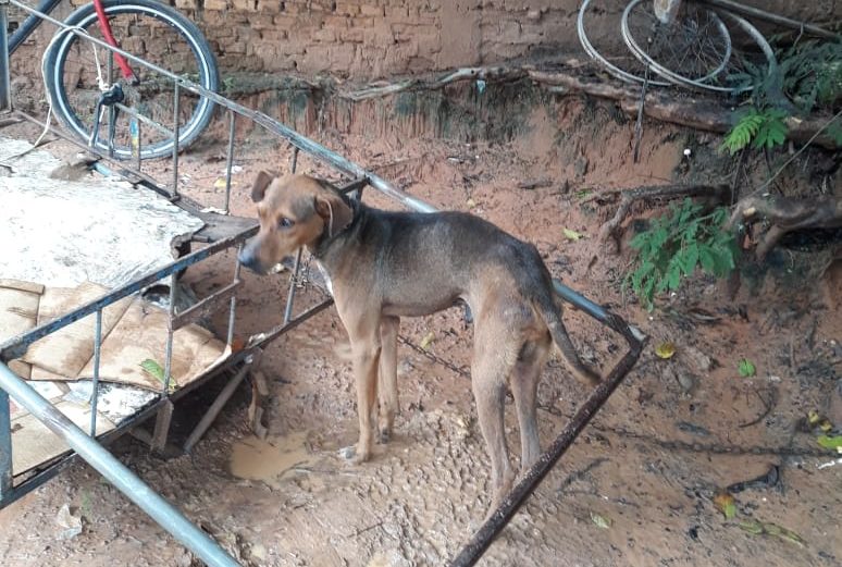 Maus-tratos contra cães levam dois para a cadeia em Marília