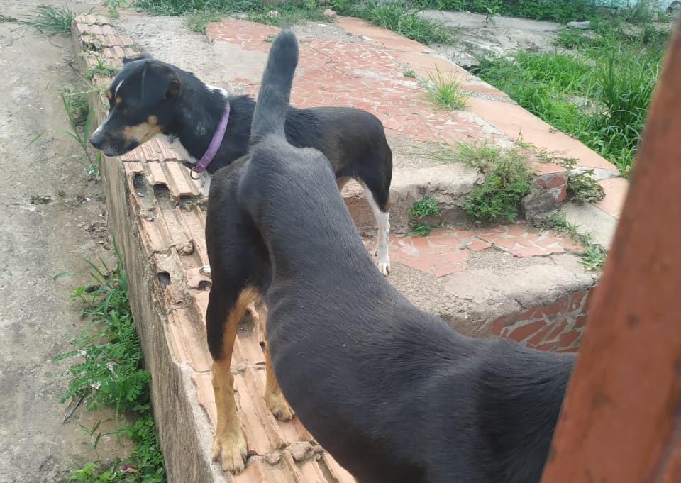 ONG resgata cães em situação de maus-tratos com apoio da PM