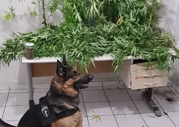 Secretária da região é presa com pés de maconha
