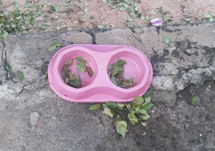 ONG resgata animais vítimas de maus-tratos na zona Sul