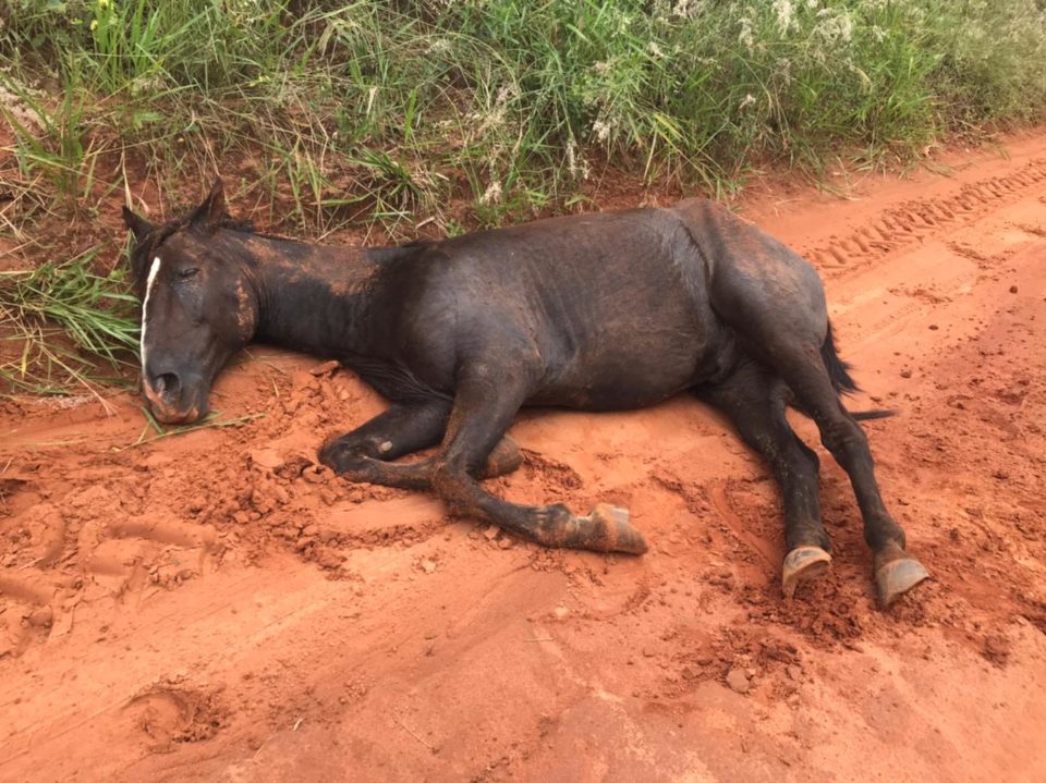 Surto viral mortal mata cavalos e traz pânico! - CompreRural