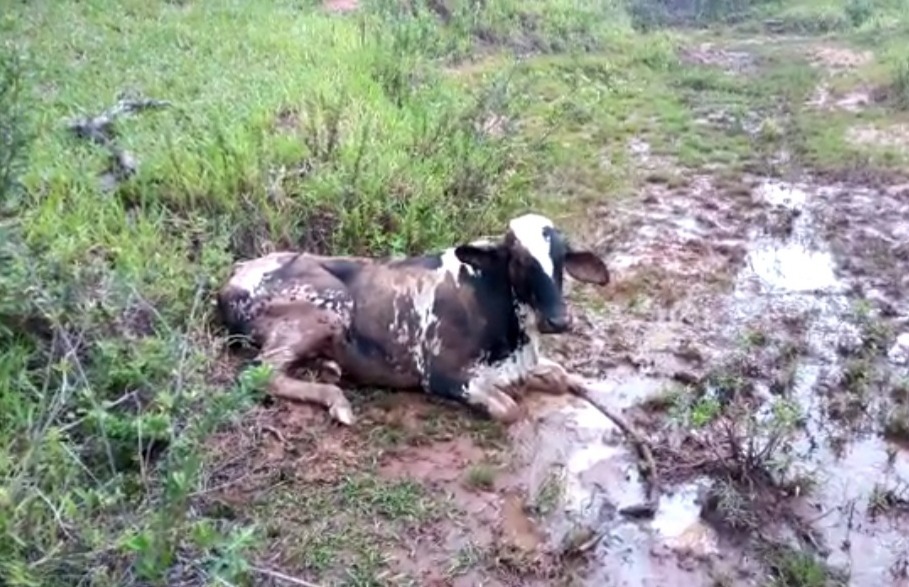 Estado vai realizar procedimento contra raiva animal em Marília