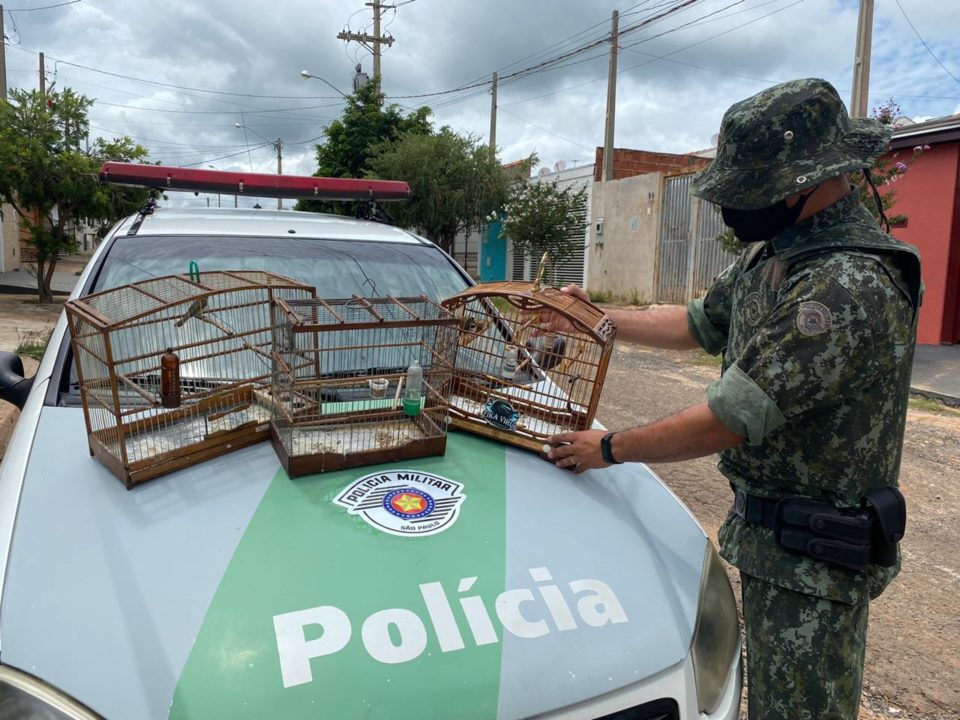 Ambiental flagra pássaros em cativeiro ilegal na zona Sul