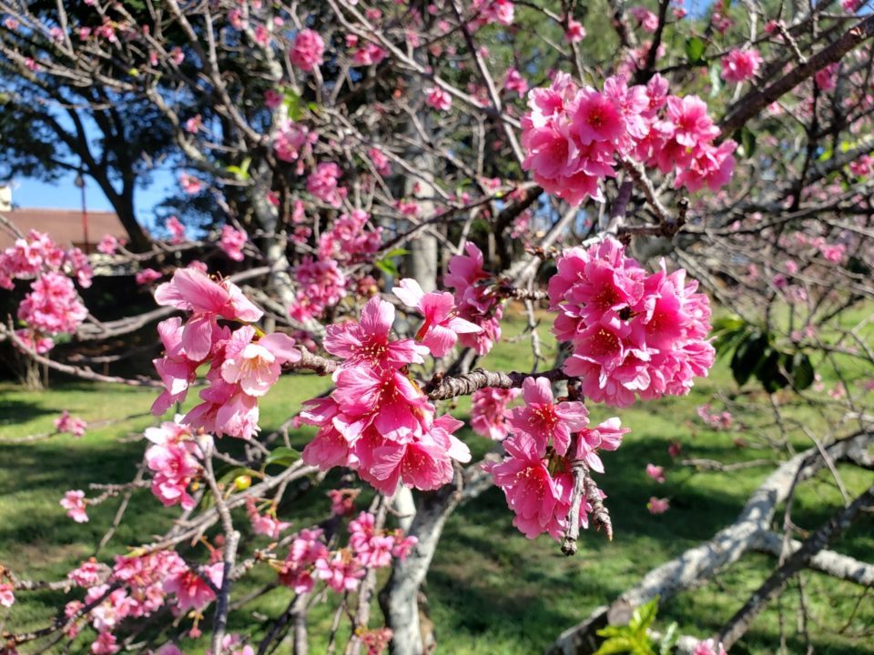 ‘Cerejeiras Festival’ é cancelado pelo segundo ano seguido