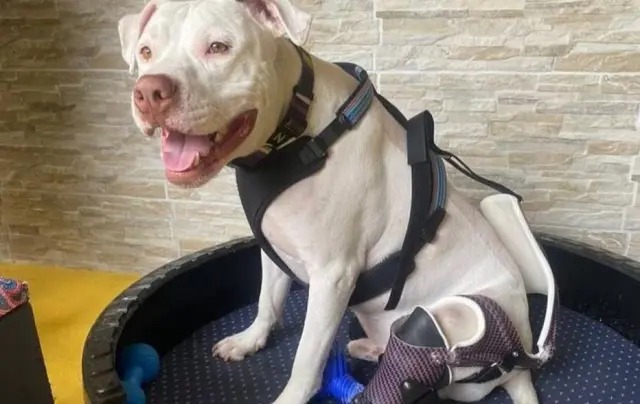 Cão que foi torturado e inspirou lei volta a andar com prótese