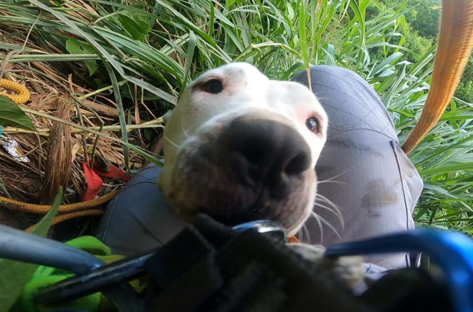 Bombeiros resgatam cachorra que caiu em penhasco