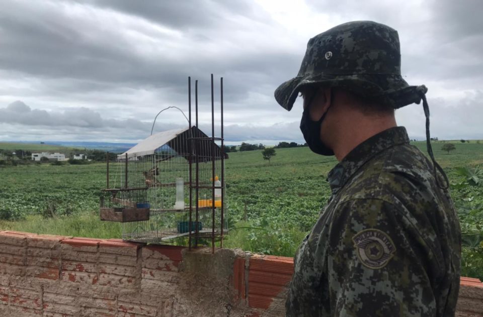 Homem é multado por utilizar ave como chamariz