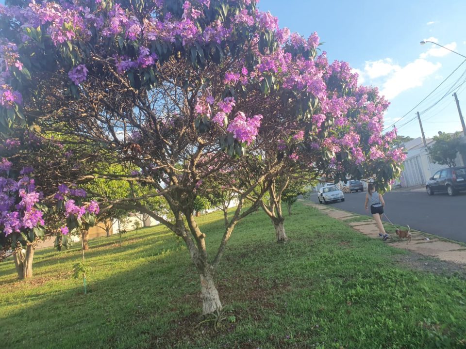 Quaresmeiras florescem e deixam Marília mais bonita