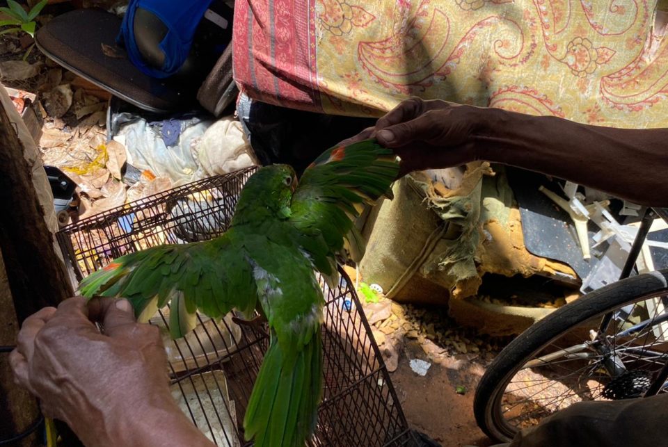 Homem é multado por maus-tratos a ave