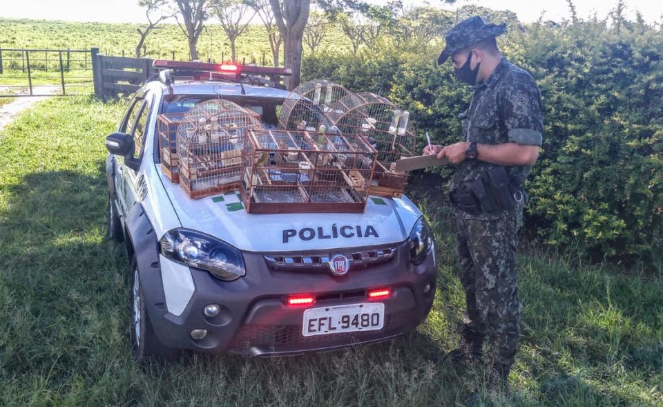 Morador de Garça é multado por manter aves em cativeiro