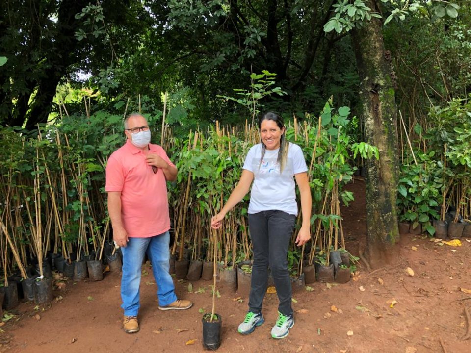 Prefeitura disponibiliza mudas de árvores para plantio pela cidade