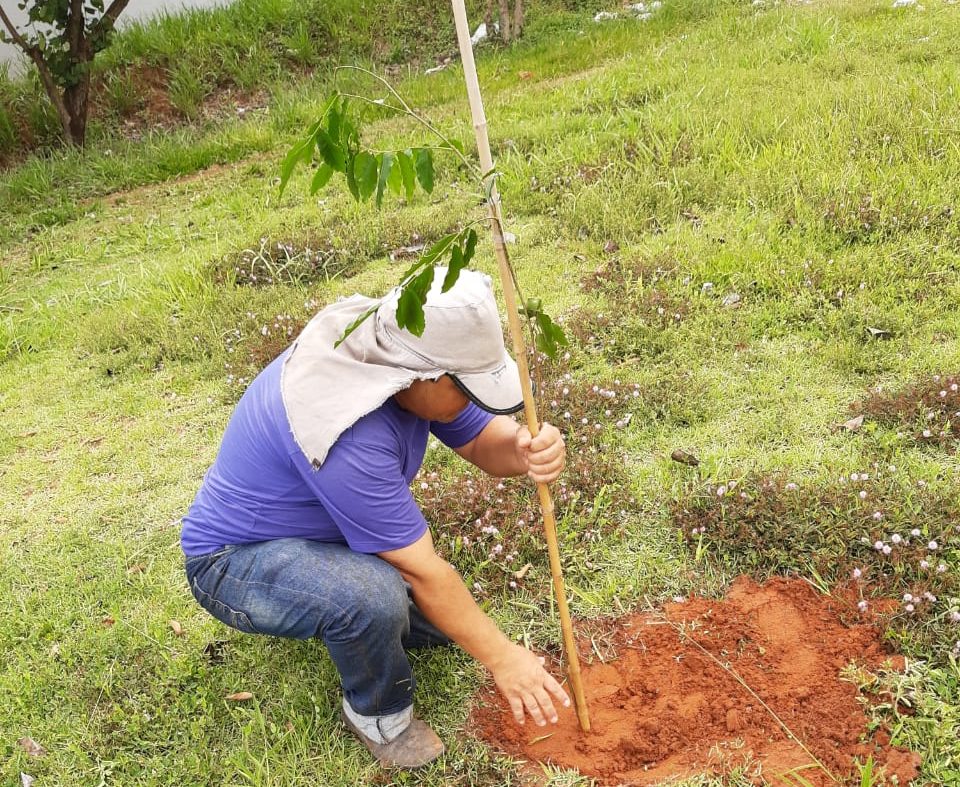 Plantio de árvores em praças públicas é intensificado