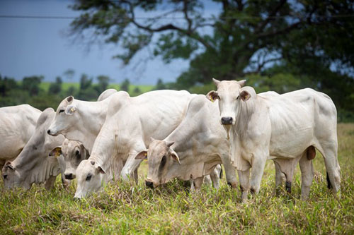 Vacinação contra a aftosa quer atingir 107 mil bovídeos