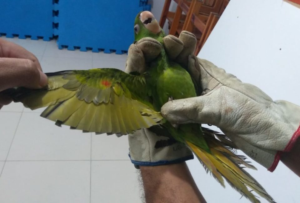 Moradora é multada por cortar asas e manter aves em cativeiro