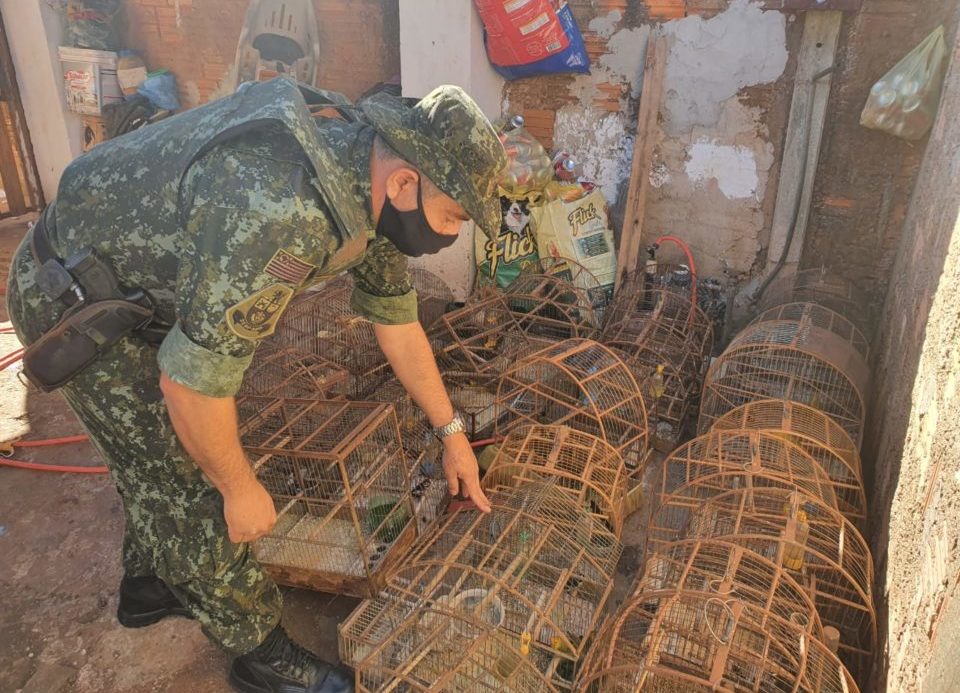 Manutenção de aves em cativeiro provoca quase R$ 70 mil em multas