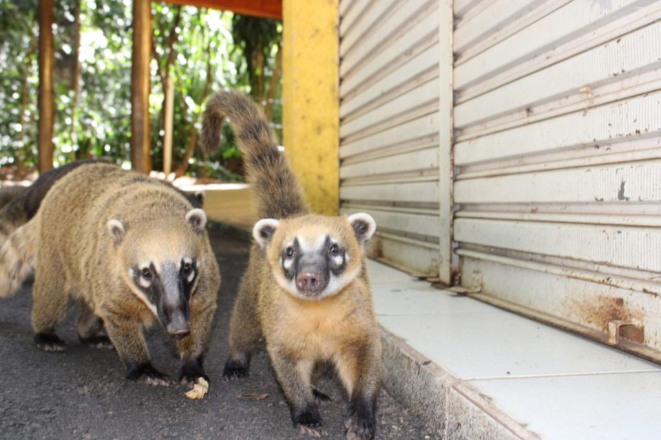 ‘Quadrilha’ de quatis domina bosque, rende risadas e prejuízos