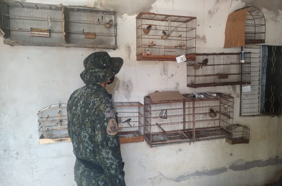 Moradora é multada por manter aves em cativeiro