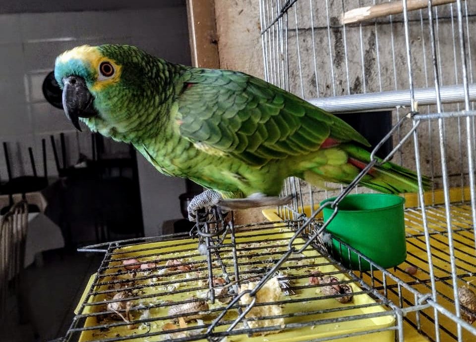 Morador é multado por ter papagaio em cativeiro