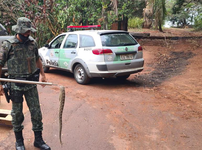 Cobras e lagarto são resgatados de cativeiro irregular em Garça