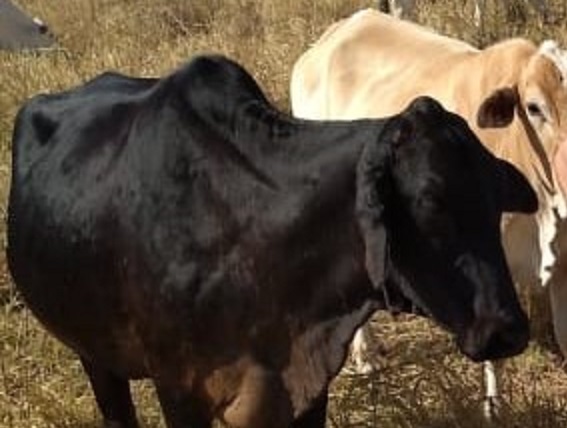 Vacas leiteiras são furtadas em sítio de cidade vizinha