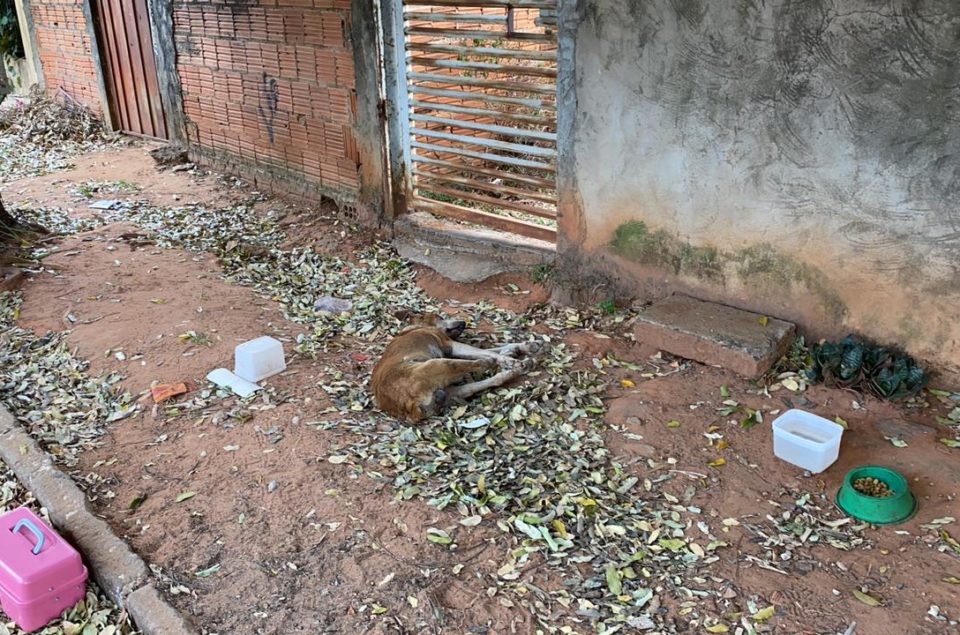 ONG resgata cão vítima de maus-tratos na zona Sul de Marília