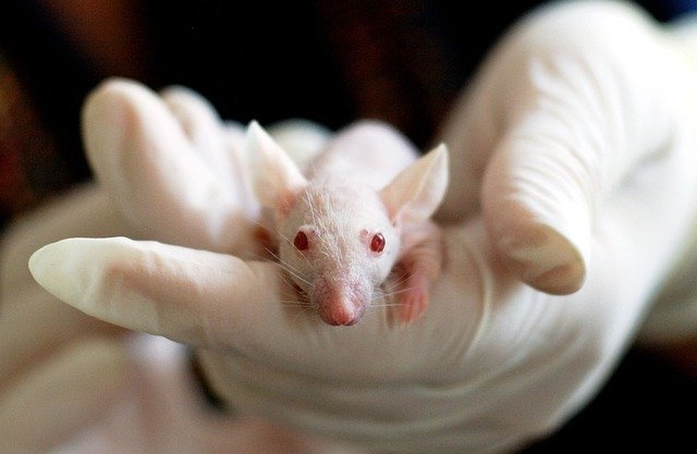 STF valida lei do Rio que proíbe testagem em animais