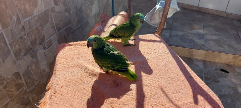Moradores de Pompeia são multados por anunciar venda de papagaios