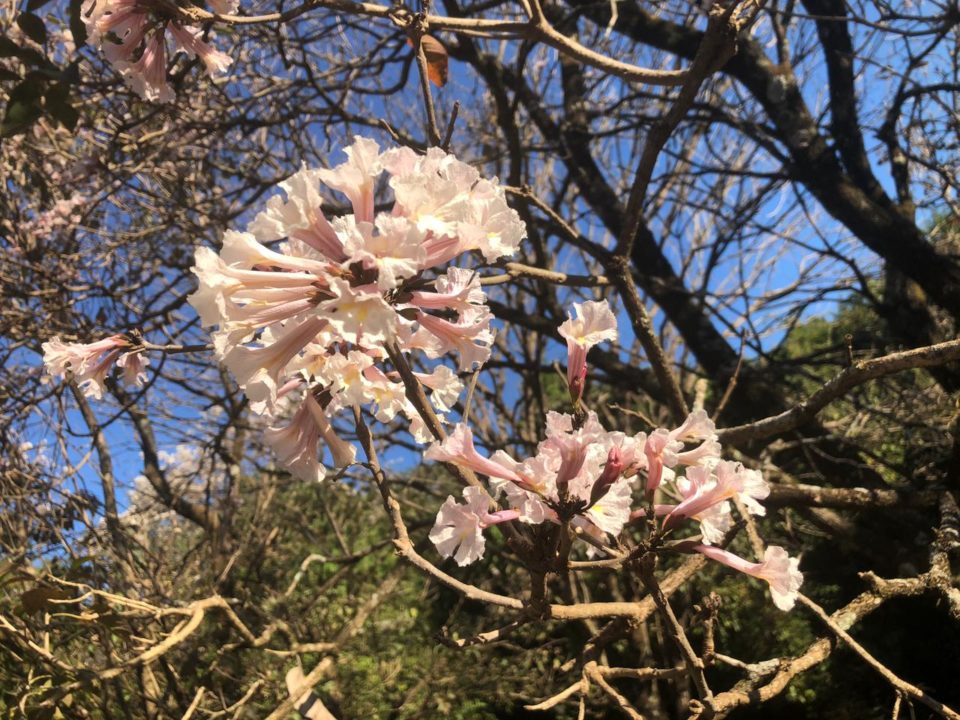 Inverno chega e Ipês exibem beleza no Bosque Municipal