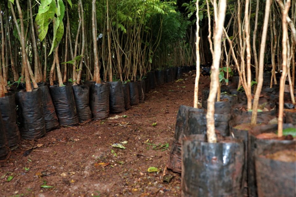 Bosque recebe mil mudas de várias espécies para plantio