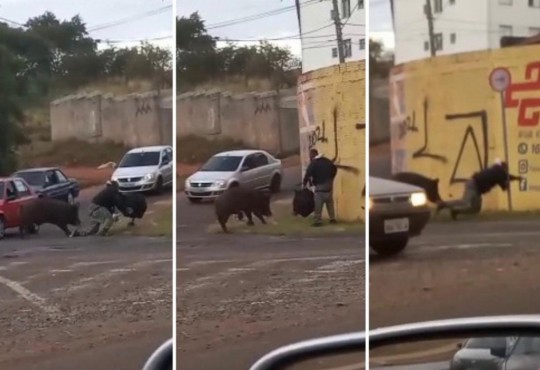 Porco derruba motoboy durante entrega no interior de SP