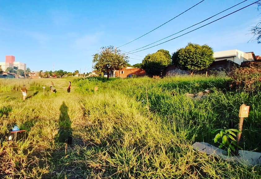 ONG Origem prepara bosque em memória das vítimas da Covid