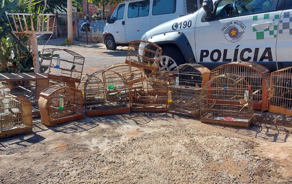 Morador é multado por manter 19 aves em cativeiro
