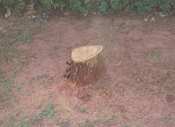 Polícia aplica multa por corte de árvores em calçada