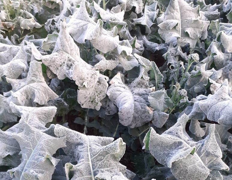 Massa de ar polar pode provocar novas geadas em Marília