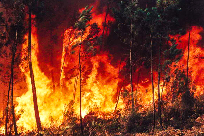 Queimada afeta 20% do País em 3 décadas