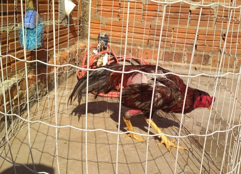 Morador da zona Sul é multado com galos de rinha