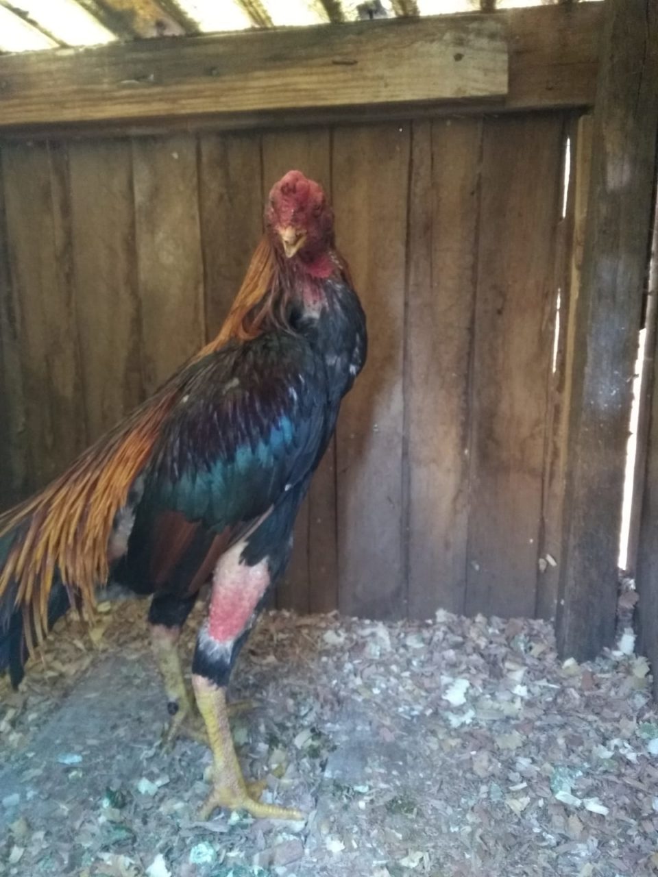 Morador da zona Sul é multado com galos de rinha