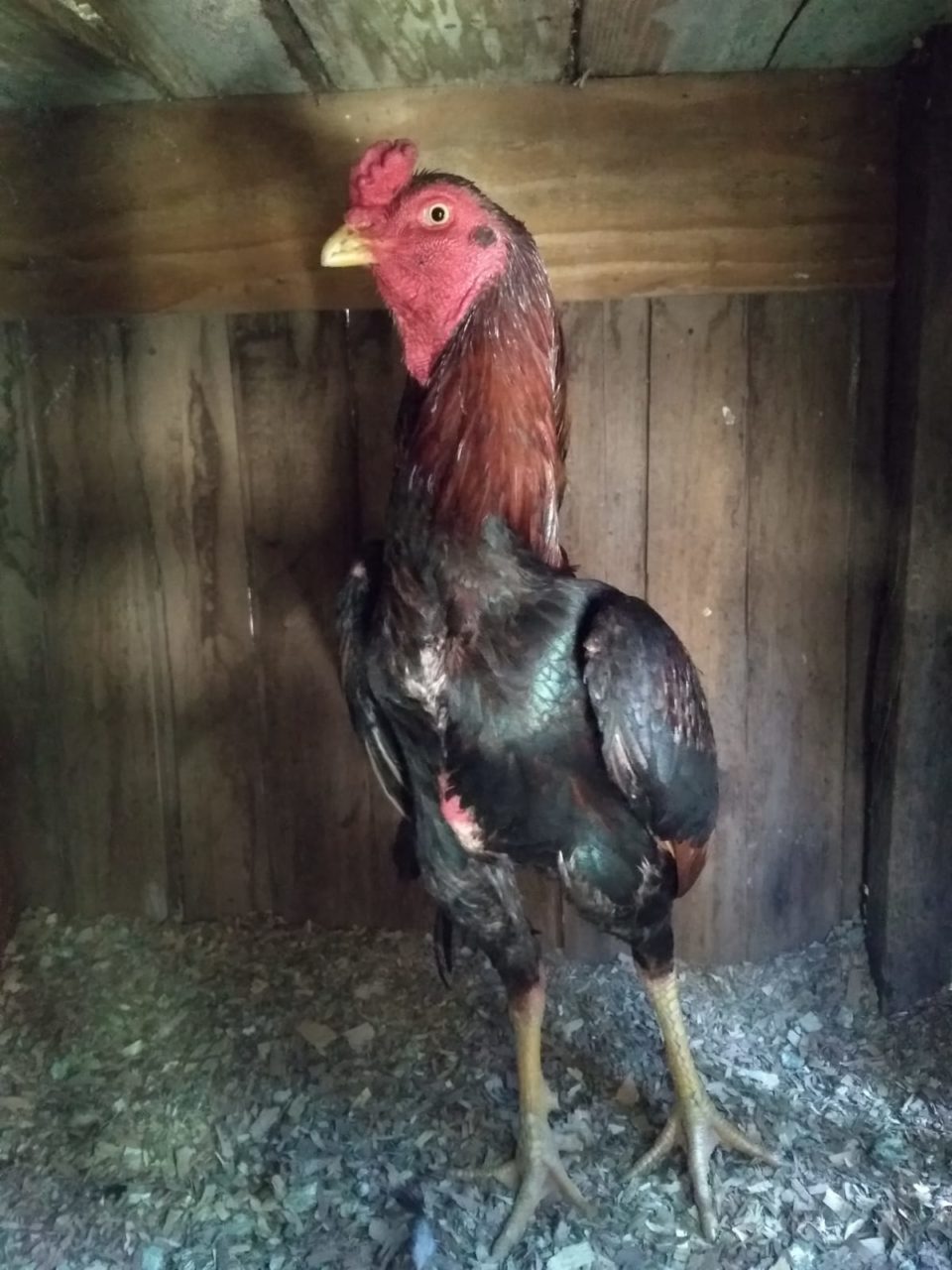 Morador da zona Sul é multado com galos de rinha