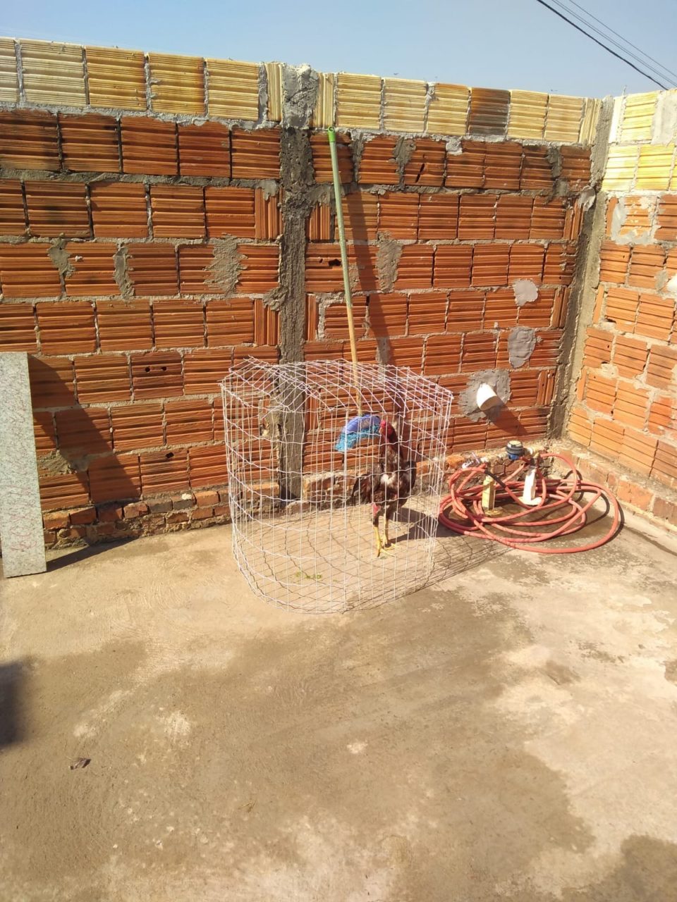 Morador da zona Sul é multado com galos de rinha